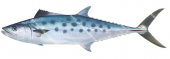 School Mackerel-1,Scomberomorus queenslandicus|High Res Scientific illustration by Roger Swainston