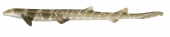 Elongate Carpetshark,Parascyllium elongatum|High quality scientific illustration by Roger Swainston