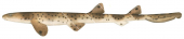 Rusty Carpetshark,Parascyllium ferrugineum|High quality scientific illustration by Roger Swainston