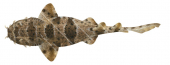 Network Wobbegong,Orectolobus reticulatus|High Res Scientific illustration by Roger Swainston