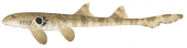 Speckled Carpetshark,Hemiscyllium trispeculare|High quality scientific illustration by Roger Swainston