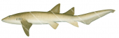 Tawny Shark-2,Nebrius ferrugineus|High Res Scientific illustration by Roger Swainston