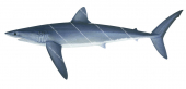 Longfin Mako-2,Isurus paucus|High quality scientific illustration by Roger Swainston