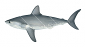 Salmon Shark,Lamna ditropis|High Res Scientific illustration by Roger Swainston