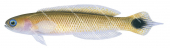 Southern Hulafish,Trachinops caudimaculatus,High quality illustration by Roger Swainston