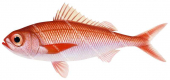 Bigscale Rubyfish,Plagiogeneion macrolepis,High quality illustration by Roger Swainston