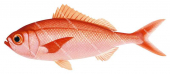 Cosmopolitan Rubyfish,Plagiogeneion rubiginosum,High quality illustration by Roger Swainston