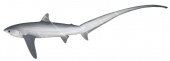 Pelagic Thresher Shark,Alopias pelagicus|High Res Scientific illustration by Roger Swainston