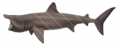 Basking Shark swimming with it mouth open Cetorhinus maximus|High quality scientific illustration by Roger Swainston