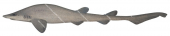 Dusky Catshark,Bythaelurus incanus|High quality scientific illustration by Roger Swainston