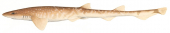 Dwarf Catshark,Asymbolus parvus|High Res Scientific illustration by Roger Swainston