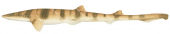 Speckled Catshark,Halaelurus sellus|High Res Illustration by R. Swainston