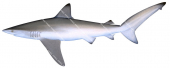 Bignose Shark,Carcharhinus altimus,Roger Swainston,Animafish