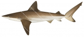 Bignose Shark,Immature,Carcharhinus altimus,High quality illustration by R.Swainston,Animafish