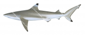 Blacktip Reef Shark-1,Carcharhinus melanopterus,Roger Swainston,Animafish