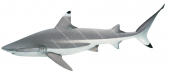 Swimming Blacktip Reef Shark,Carcharhinus melanopterus,Roger Swainston,Animafish