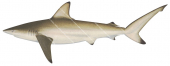 Common Blacktip Shark-2,Carcharhinus limbatus,High quality illustration by R.Swainston