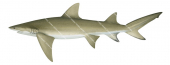 Lemon Shark-3,Negaprion acutidens,Scientific illustration by Roger Swainston,Animafish