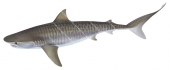 Swimmer Tiger Shark,Galeocerdo cuvieri.Scientific illustration by Roger Swainston,Anima.au