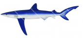 Blue Shark-3,Prionace glauca,Roger Swainston,Animafish