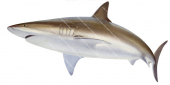 Bronze Whaler Shark,swimming,Carcharhinus brachyurus|High Res Illustration by R. Swainston