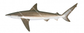 Bronze Whaler Shark-3,Carcharhinus brachyurus|High Res Illustration by R. Swainston