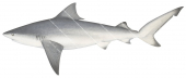 Bull Shark,Juvenile,Carcharhinus leucas,High quality illustration by R.Swainston