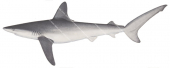 Galapagos Shark-2,Carcharhinus galapagensis,Scientific illustration by Roger Swainston