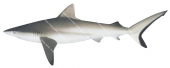 Grey Reef Shark,Carcharhinus amblyrhynchos,High quality illustration by R.Swainston