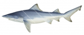 Northern River Shark,Glyphis garricki,High quality illustration by R.Swainston