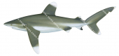 Oceanic Whitetip Shark,Carcharhinus longimanus,Scientific illustration by Roger Swainston