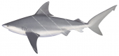 Pigeye Shark,Carcharhinus amboinensis,Scientific illustration by Roger Swainston
