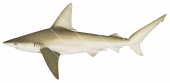 Sandbar Shark-3,Carcharhinus plumbeus,Scientific illustration by Roger Swainston