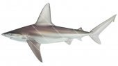 Sandbar Shark-4,Carcharhinus plumbeus,Scientific illustration by Roger Swainston