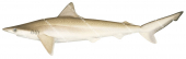 Australian Sharpnose Shark,Rhizoprionodon taylori,High quality illustration by R.Swainston