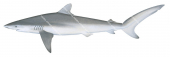 Silky Shark-2,Carcharhinus falciformis,Scientific illustration by Roger Swainston