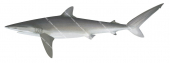 Silky Shark-3,Carcharhinus falciformis,Scientific illustration by Roger Swainston