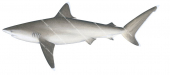 Silvertip Shark-3,Carcharhinus albimarginatus,High quality illustration by R.Swainston