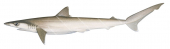 Sliteye Shark,Loxodon macrorhinus,Scientific illustration by Roger Swainston