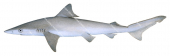 Smalltail Shark,Carcharhinus porosus,Scientific illustration by Roger Swainston