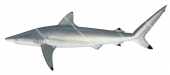  Adult Spinner Shark,Carcharhinus brevipinna|High quality scientific illustration by Roger Swainston