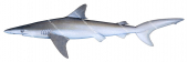 Whitenose Shark,Nasolamia velox,High quality illustration by R.Swainston