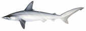 Adult Smooth Hammerhead,Sphyrna zygaena,Scientific illustration by Roger Swainston