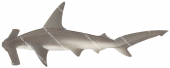 Winghead Shark,Eusphyrna blochii|High quality illustration by Roger Swainston