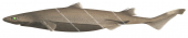 Pink Lanternshark,Etmopterus dianthus,Scientific illustration by Roger Swainston