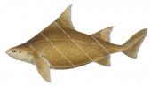 Prickly Dogfish,Oxynotus bruniensis,High quality illustration by R.Swainston