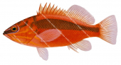 Red Seaperch-2,,Hypoplectrodes cardinalis,High quality illustration by Roger Swainston2