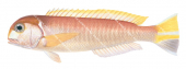 Pink Tilefish,Branchiostegus wardi,High quality illustration by Roger Swainston