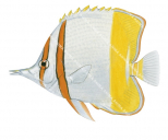 Adult Margined Coralfish,Chelmon marginalis,High quality illustration by Roger Swainston