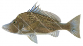 Male Giant Boarfish,Paristiopterus labiosus,High quality illustration by Roger Swainston2_1